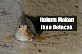 Ikan Tembakul Makan Apa